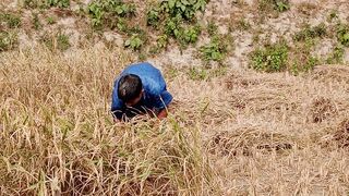 Bangladesh is a major agricultural country / Most of the people in this country are farmers.