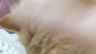 cute cat#1