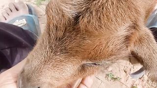 Cute little goat