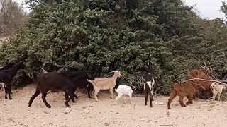 Goats & nature