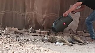 Prank with cute dog????????