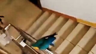 Naughty Bird ????