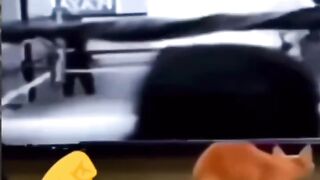 Cats fanny video..????????????