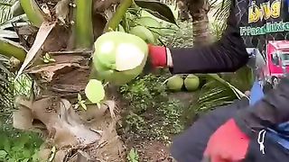 Awesome coconut cutting skills.