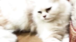 Cat funny ???? Alamin88officel