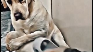 Poor dog