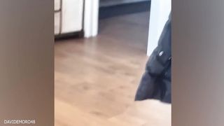New Funny Animals ???????? Best Funny Dogs and Cats Videos Of The Week