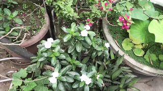 My Rooftop garden