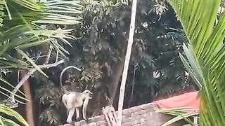 Monkey Action