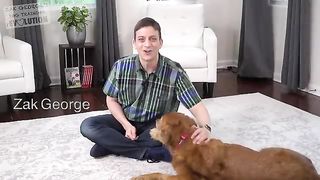 7 Dog Tricks In 5 Minutes
