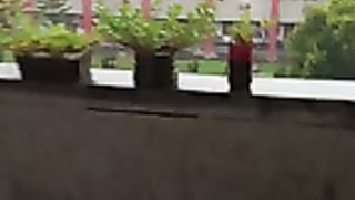 My garden 1