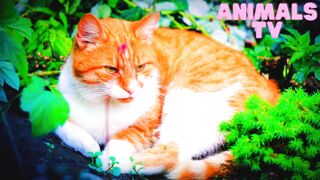 Cut Cat