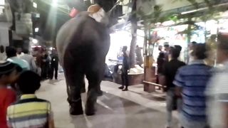 এটা কি হাতি নাকি ডাইনোসর।দেখেই অবাক হয়ে যাবেন