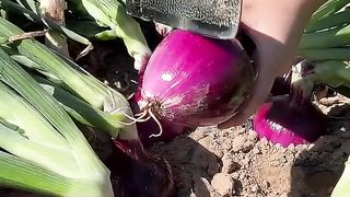 Onion harvesting from farmers with rural
