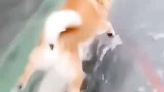 Funny Animals Video