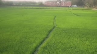 Green view