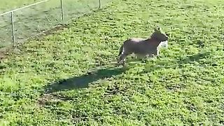 Waffles thinks he's everyone's friend.