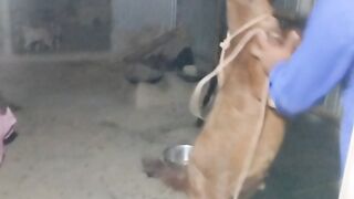 খাসি ছাগলের রুটি খাওয়ার অসাধারণ কৌশল