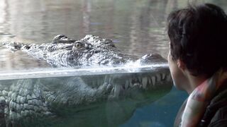 Crocodile, Zoo, Bâle.