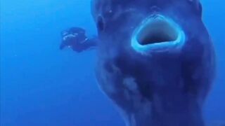 A huge and very unusual moonfish