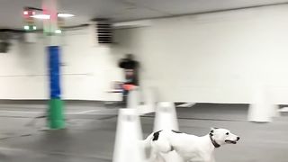 Greyhound dog racing