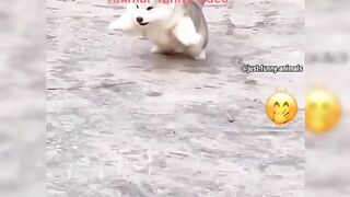 Animal funny video
