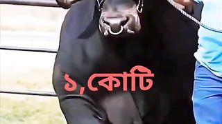 Brahma