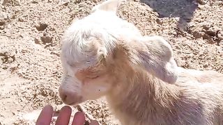 Cute little goat