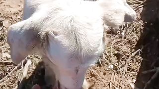 Cute little goat