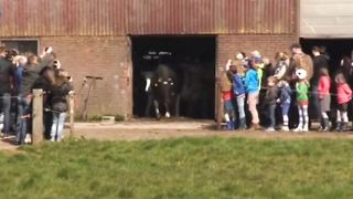 Cows jump for joy after seeing the grass for the first time in 6 months..????????