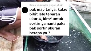 Tebar bibit lele ukur 4 nanti SORTIR pakai bak sortir ukuran berapa❓semoga video ini banyak ditonton oleh PEMULA biar faham