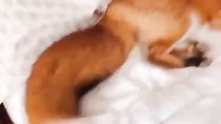 Fox's happiness when the rescuer comes home..????????
