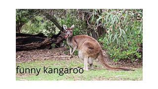 kangaroo