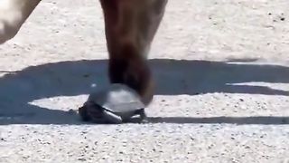 Giraffe helps a little friend go faster..