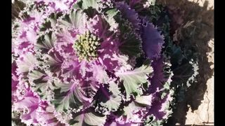 Refreshing and relaxing mind ~ Calming Flowers A Tranquil Journey to Relax the Mind