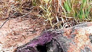 The lion was beaten by fellow lions until it was injured