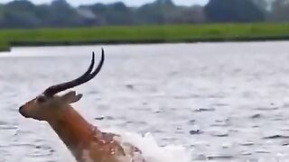 Very tense. Deer crossing the river followed by crocodiles