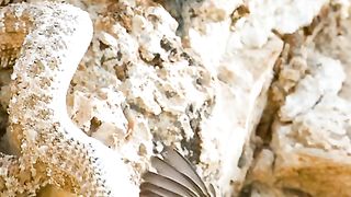 Camouflaged snake catches birds