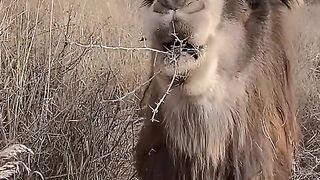 Camels have very strong tongues and eat thorny grass