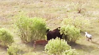 A buffalo calf's mother protects her calf from an attack by two wolves