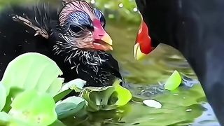 a mother who really loves her child