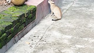 Cat Fighting