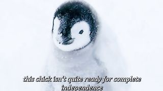 Adorable baby penguins are cold