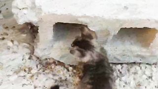 Funy_ Cats_ Video