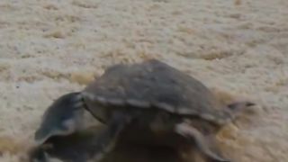 Turtle chicks become food for shorebirds