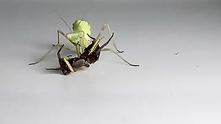 Video shot by The spider had no chance of survival in the face of the hungry mantis! Before you continue watching;