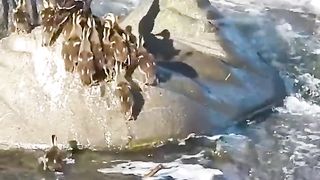Baby ducks crossing a fast flowing river
