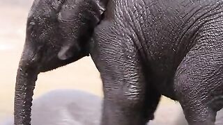 Very cute baby elephant bathing