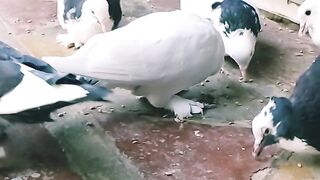 Beautiful Pigeon