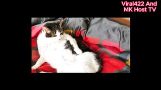 FUNNY CATS and DOGS New Funniest Cute Animals Videos